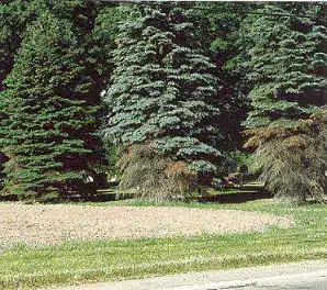 You are currently viewing What’s wrong with my spruce?: Ask the Arborist