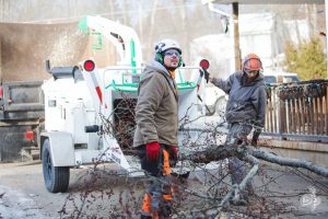 Ash tree’s location affects removal decisions