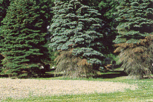 What’s wrong with my spruce?: Ask the Arborist