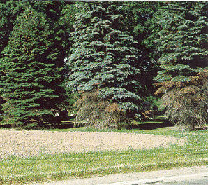 Read more about the article What’s wrong with my spruce?: Ask the Arborist