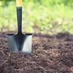 Mulching is best thing for your trees: Ask the Arborist by Michael White