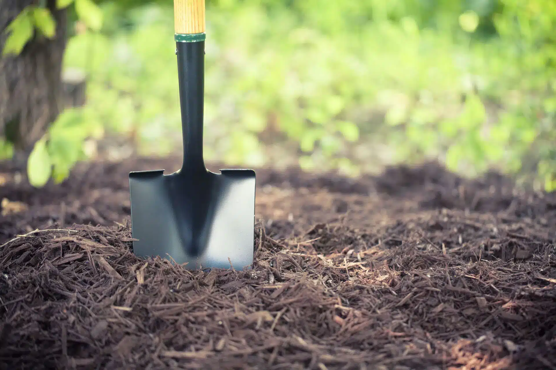 You are currently viewing Mulching is best thing for your trees: Ask the Arborist by Michael White