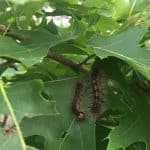Will caterpillars hurt my tree: Ask the Arborist by Mike White
