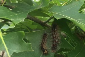 Will caterpillars hurt my tree: Ask the Arborist by Mike White