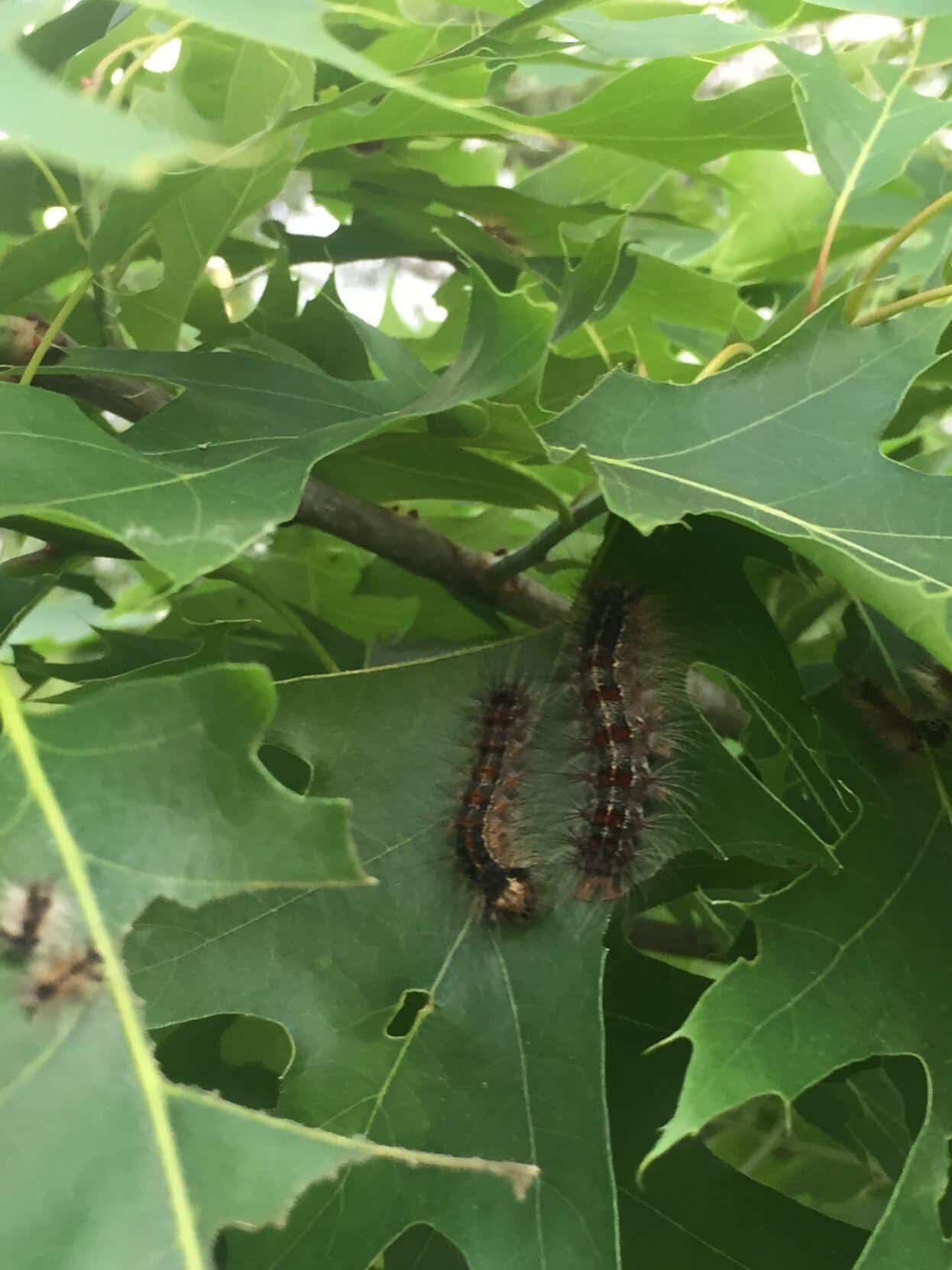 Read more about the article Will caterpillars hurt my tree: Ask the Arborist by Mike White