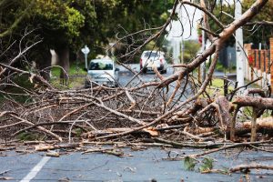 Is my tree dangerous? Ask the Arborist by Michael White