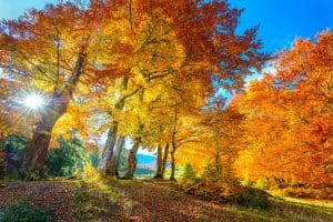 Should trees get pruned in fall? Ask the Arborist