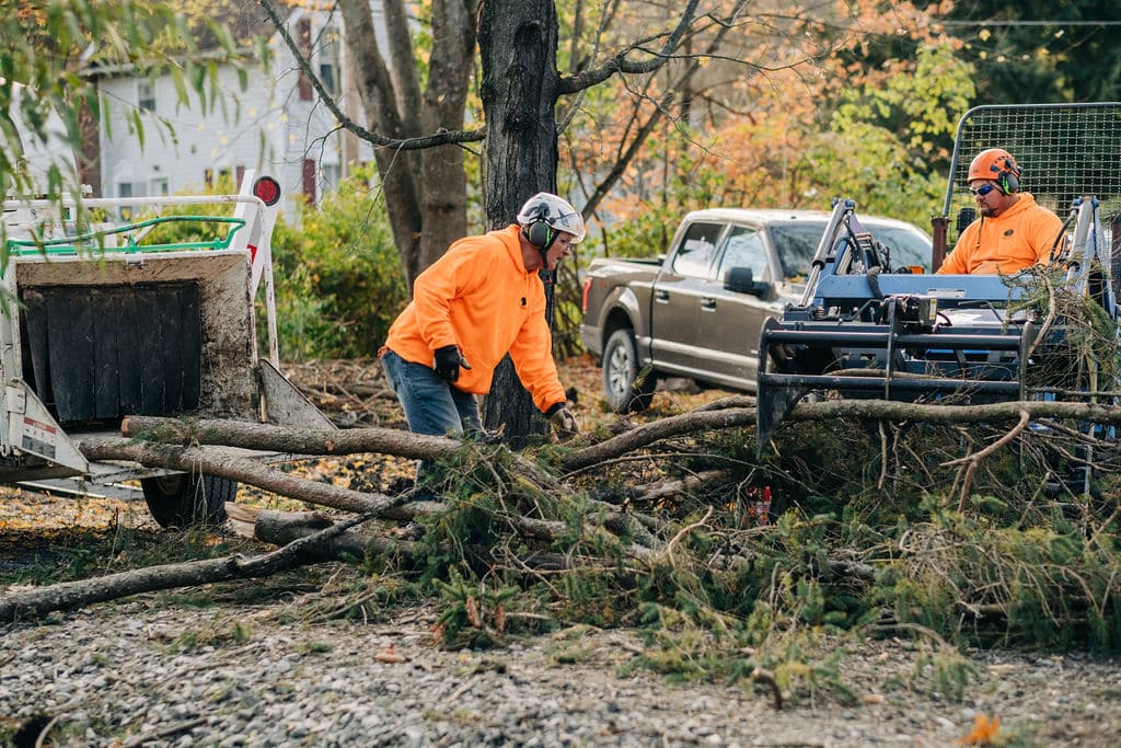 Tree removal services and cleanup