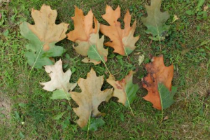 What’s wrong with my oak tree?: Ask the Arborist by Michael White