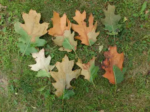 You are currently viewing What’s wrong with my oak tree?: Ask the Arborist by Michael White