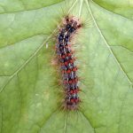 When will the caterpillars go away?: Ask the Arborist by Mike White