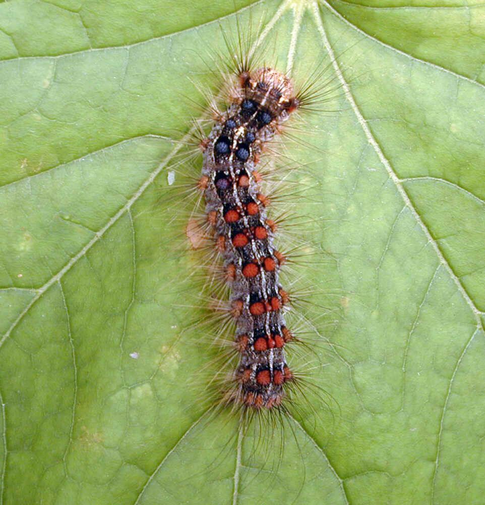 Read more about the article When will the caterpillars go away?: Ask the Arborist by Mike White