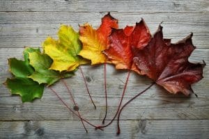Leaves turn early for many reasons: Ask the Arborist by Michael White