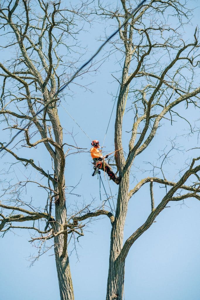 worker working on a tree