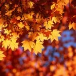 Why is the top of the maple tree dying?: Ask the Arborist by Mike White