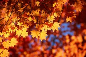 Read more about the article Why is the top of the maple tree dying?: Ask the Arborist by Mike White