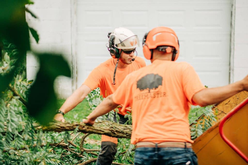 Tree Removal Services in Corning 1