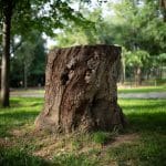 Ask the Arborist: How Much Does Tree Removal Cost?