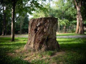 Read more about the article Ask the Arborist: How Much Does Tree Removal Cost?