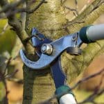 How Can I Make My Tree Safer?: Ask the Arborist by Mike White