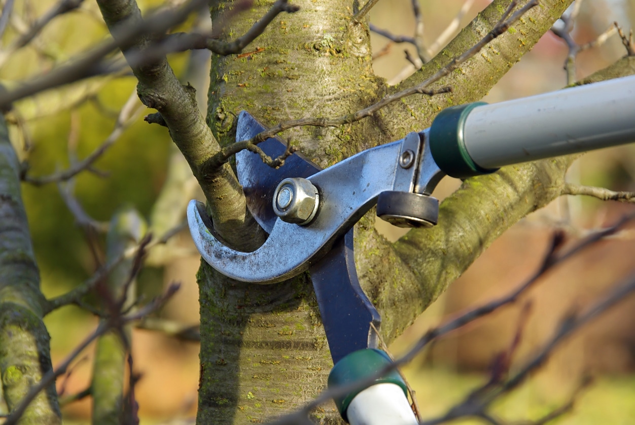 Someone cutting down the branches of a tree