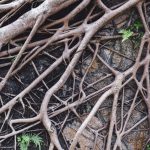 Will tree roots damage my foundation?: Ask the Arborist by Mike White