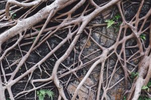 Read more about the article Will tree roots damage my foundation?: Ask the Arborist by Mike White