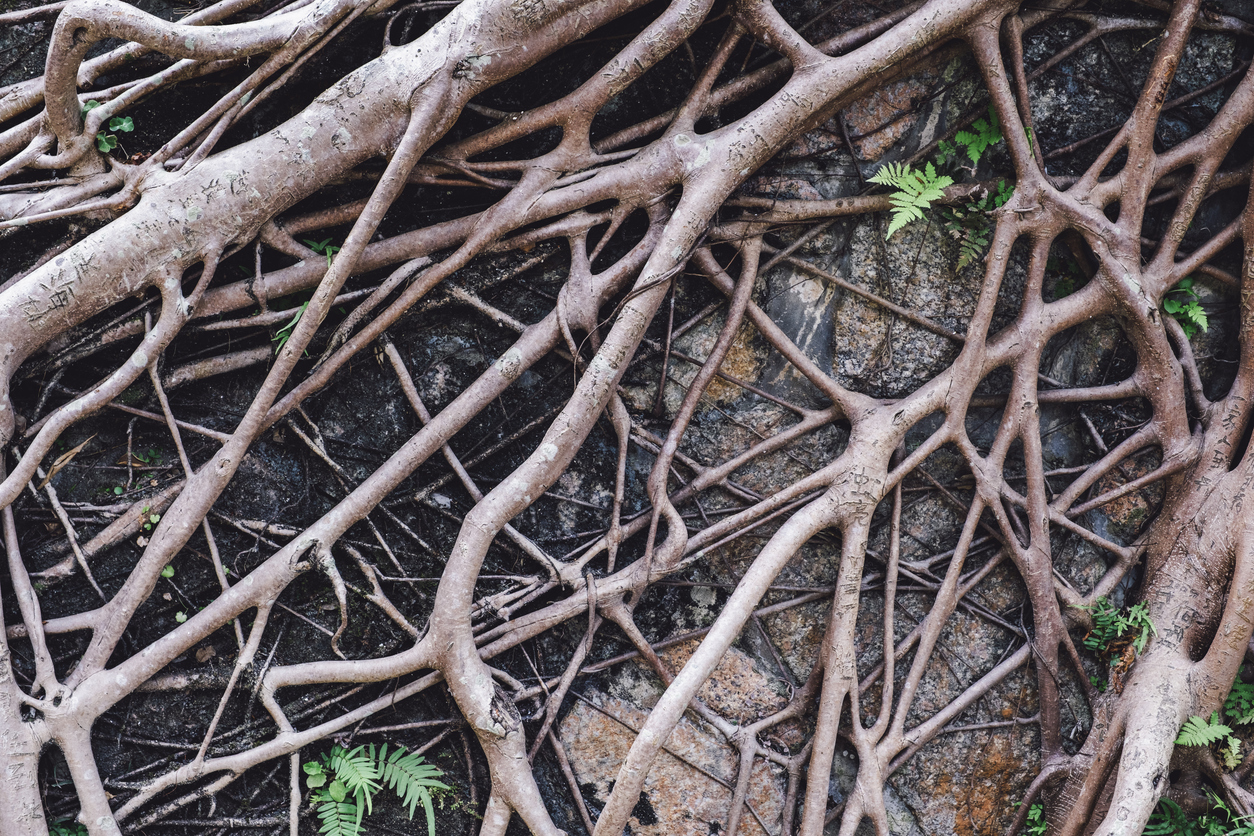 Will tree roots damage my foundation?: Ask the Arborist by Mike White 1