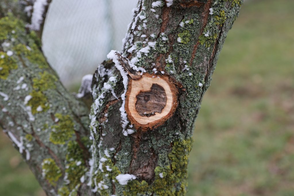 Tree Care Services in Tioga County 1 Tree Care Services in Tioga County 1