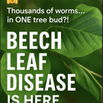 Ask the Arborist: Thousands of Worms in One Bud?! The Beech Leaf Disease Invasion