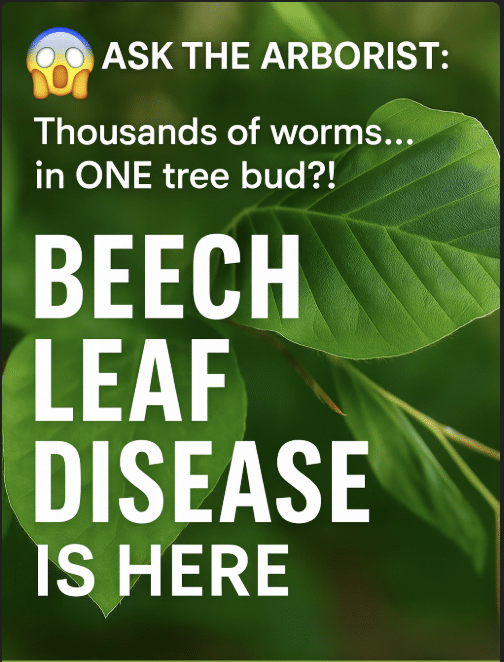 Ask the Arborist: Thousands of Worms in One Bud?! The Beech Leaf Disease Invasion 1