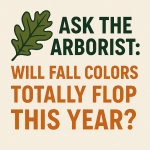 Ask the Arborist: Will Fall Colors Totally Flop This Year?
