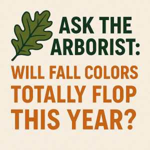 Read more about the article Ask the Arborist: Will Fall Colors Totally Flop This Year?