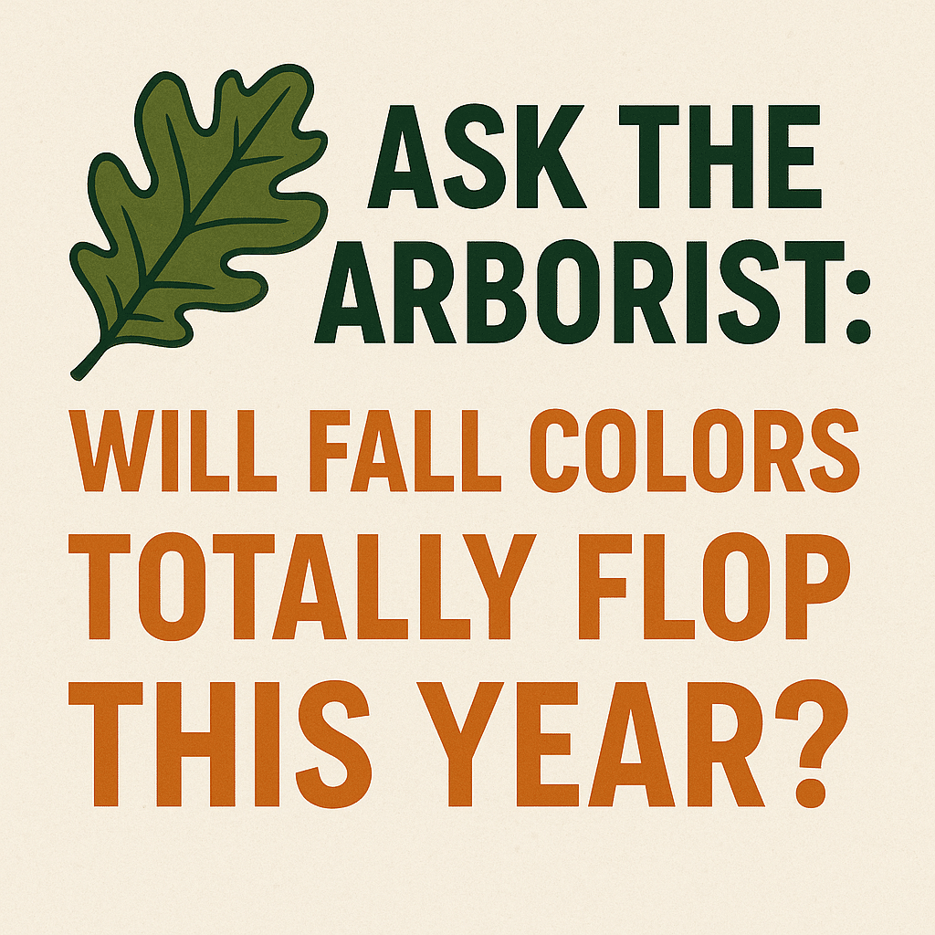 Ask the Arborist: Will Fall Colors Totally Flop This Year? 1