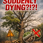 Ask the Arborist: Why Are Oaks Suddenly Dying — and What You Can Do About It? Pt 1