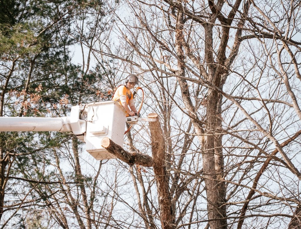 treemaster employee in tree crane up high cutting a tree